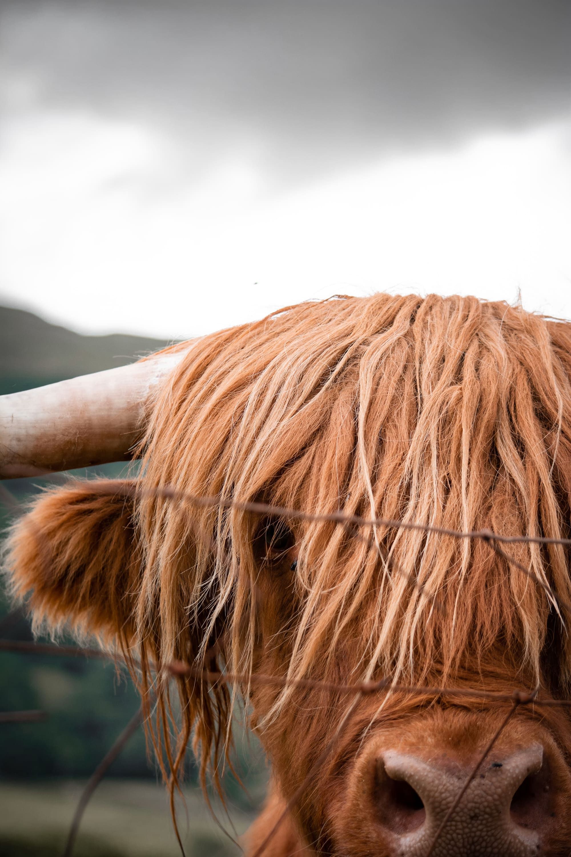 A Highland cow beside a fence